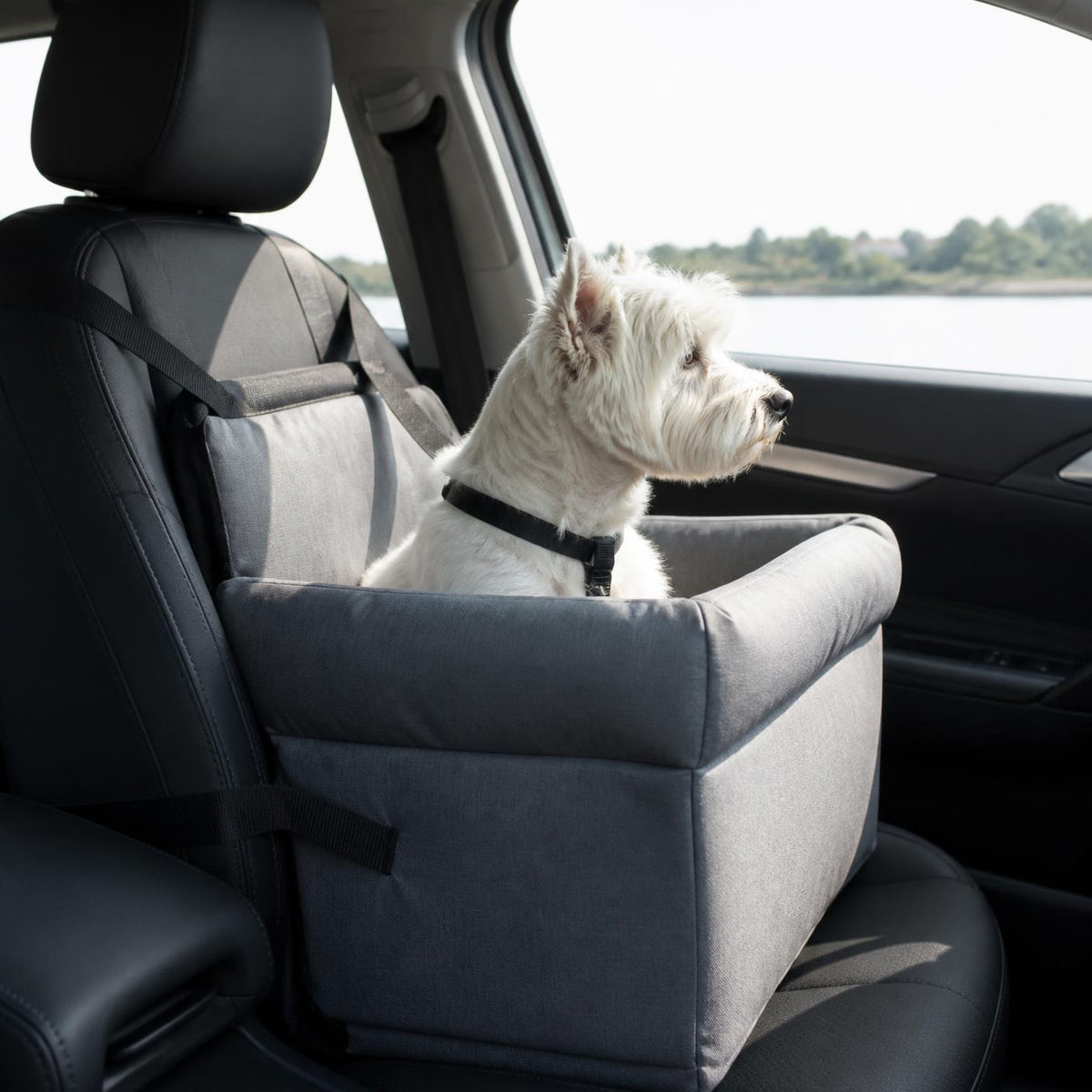 Small dog in the booster car seat