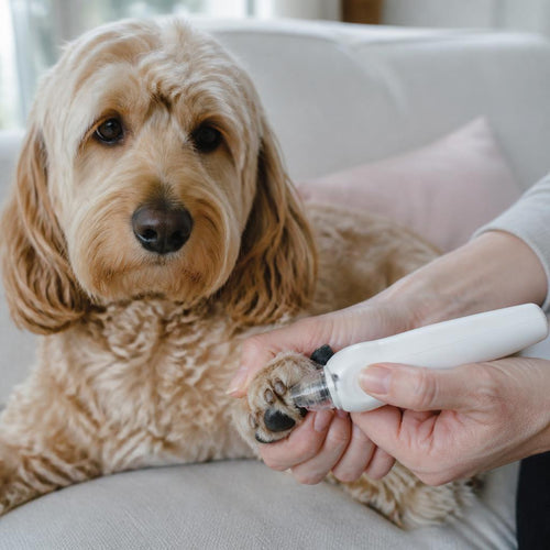 Nail grinder being used on a dog's paw